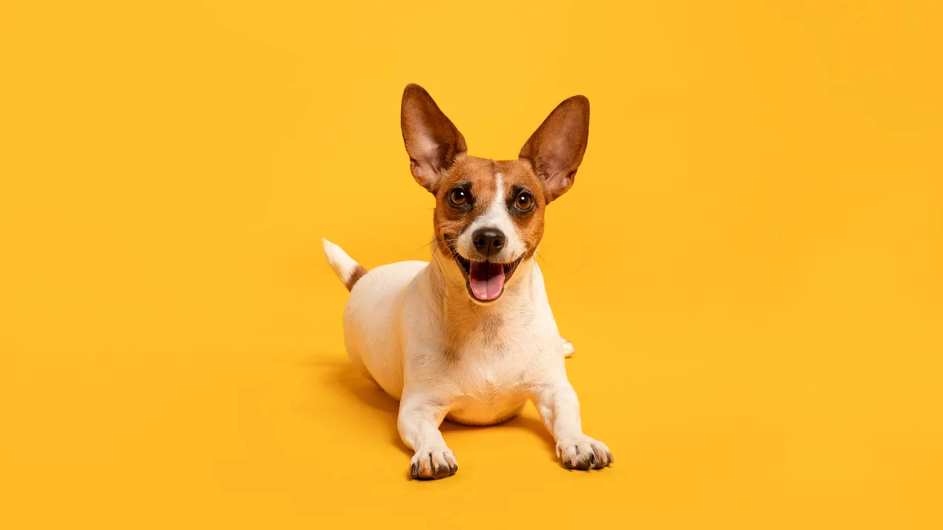 Veselý jack russell teriér s nastraženýma ušima ležící na sytě žlutém fotografickém pozadí